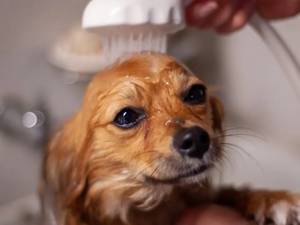 Small ginger dog being shampooed in a grooming tub